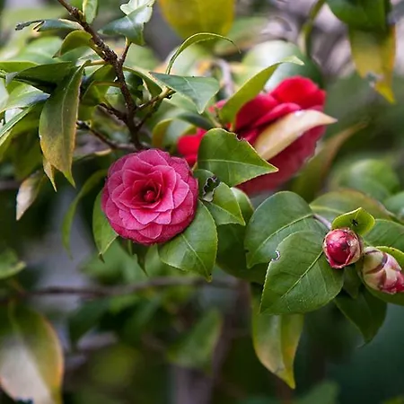 Sunny Garden Opatija