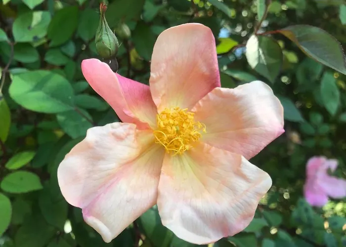 Sunny Garden Apartamento