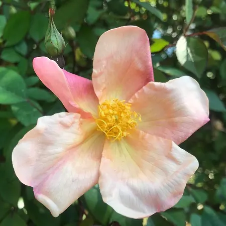 Sunny Garden Lägenhet