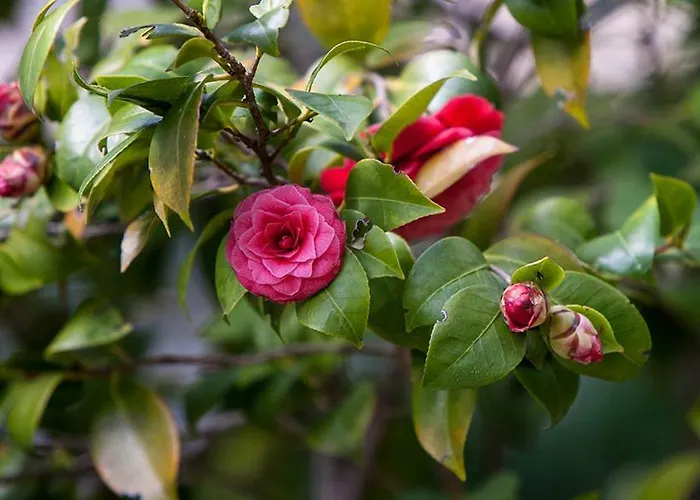 Sunny Garden オパティヤ